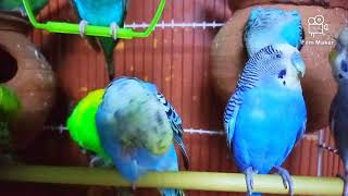 Chirping of Parakeet Budgie Birds 1 Hr  Listen to Nature Bird Songs Meditation to Reduce Stress [upl. by Corinna608]