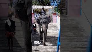 Akkikav karthikeyan അക്കികാവ് കാർത്തികേയൻ aana ulsavam pooram elephant [upl. by Meaghan111]