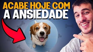 Como Tirar A Ansiedade Do Seu Cachorro [upl. by Allix36]