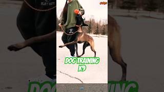 Belgian Malinois training doglover germanshepherd puppy pubg k9 [upl. by Ralli571]