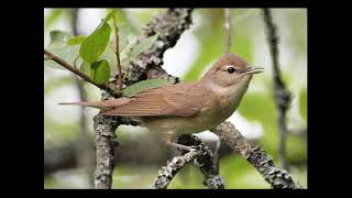 Richiamo beccafico quotSylvia borinquot Garden warbler song [upl. by Nodab509]