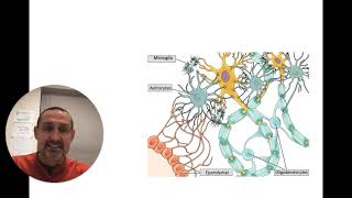 HACC BIO 121 Chapter 12 Nerves [upl. by Iru]