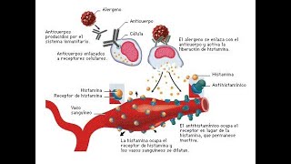 FARMACOS ANTIHISTAMÍNICOS PARTE FINAL [upl. by Gide]