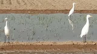 great egret bird sound cattle egret bird call [upl. by Bianca]