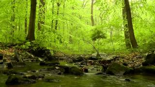 60 minutes of Woodland Ambiance  Trickling Stream amp Birds Sounds [upl. by Annoya393]