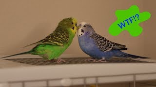 Crazy Talking Parakeets Play Atop The Cage [upl. by Mloc]