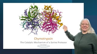 Chymotrypsin the catalytic mechanism of a serine protease [upl. by Fein]