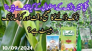 Uses And Benefits Of Zinc In Maize Crop  Best Zinc For Maize Crop  farmingguruVibes [upl. by Atir864]