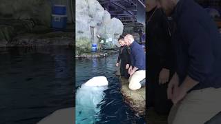 Beluga Whale Sounds  SUPER CUTE [upl. by Meagher]