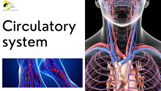 Circulatory system  Human Heart  Blood Circulation in English [upl. by Acinor18]