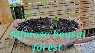 mimosa bonsai forest planting [upl. by Salter]