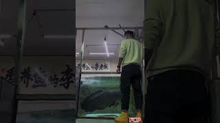 Why Boss Li is the King of the Tank Arapaima FishkeepingDiary BossLi AquaticKing FishFarming [upl. by Einahpetse633]