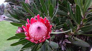 Protea  Pink Ice  sugarbushes HD 01 [upl. by Nomzaj164]