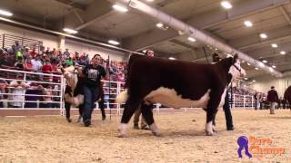 National Junior Hereford Show Champion Polled Heifer [upl. by Salinas554]