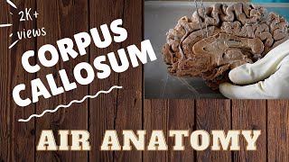 Corpus callosum  Air Anatomy [upl. by Darren]