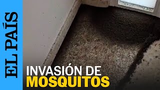 MOSQUITOS VIRUS DEL NILO  Así se encontró su vivienda una vecina de Puebla del Río Sevilla [upl. by Yllop]