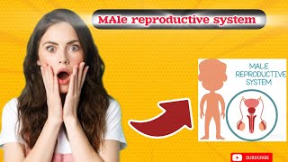 Male reproductive system  Human Reproduction system 🔥🔥  NEET 2025  NCERT [upl. by Ylrevaw]