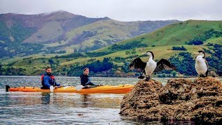 Kayak Akaroa  Sea Kayak [upl. by Jammal]