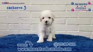 venta de cachorros french poodle minitoy en veracruz y xalapa [upl. by Anaeerb]