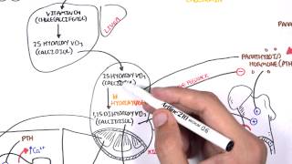 Endocrinology  Calcium and Phosphate Regulation [upl. by Noskcire137]