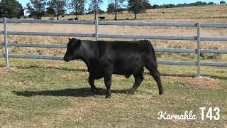 Aussie Angus Brangus Bull Sale Lot 24 Karnahla Trusty T43 [upl. by Notsgnal756]