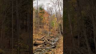 Hamilton Grindstone Creek along Bruce Trail brucetrail fallcolors hamilton [upl. by Concoff]