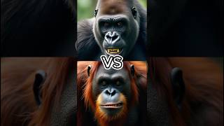 Gorilla vs Orangutan Who Wins the Fight 🦍 [upl. by Slein797]