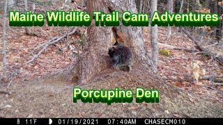 Maine Wildlife Trail Cam Adventures  Porcupine Den [upl. by Bibeau859]