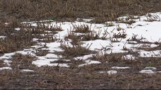 Winter weather forcing delays for Montana farmers [upl. by Kus]