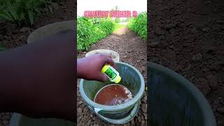 Exponus Insecticide Broflanilide 300GL SC use 🌱🌶️🌶️trendingfarming trendingshortstrendingvideo [upl. by Jobi]