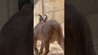 Meet a caracal youtube youtubeshorts animals youtube enjoyeverydayoflife ytshorts caracal [upl. by Pylle]