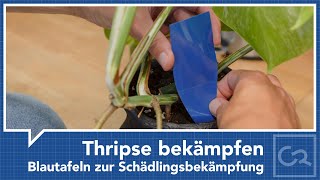 Thripse mit Blautafeln bekämpfen [upl. by Mignonne]