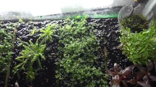 How to propagate Alternanthera reineckii Mini both immersed and submersed [upl. by Zonnya]