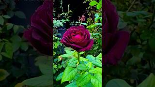 Meroon colour roses  beautiful garden plants rose shorts trending garden [upl. by Artinad]