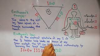 CVS physiology 24 Einthovens triangle and Einthovens law  ECG leads [upl. by Ruben]