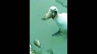 the birds eating fishdog animals birdsfishfunny farm horse shortmonkeygoatcatpetsduck [upl. by Rowe762]