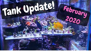 93 Gallon Skimmerless Acropora Dominant Reef Tank Feb 2020 update [upl. by Alesandrini285]