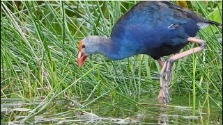 Swamphen Foraging in Florida [upl. by Vincenta]