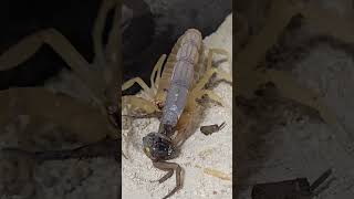 Androctonus Australis  Fat Tail Scorpion vs Wolf Spider [upl. by Eimarrej]