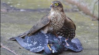 Falcon attack on pigeon 😳🥹 falcon hunting eagle falconattack amazingfacts [upl. by Head512]