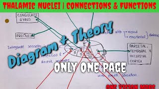 Thalamic Nuclei3Connections amp Functions diagramatic representation22 Only one page chart [upl. by Greenebaum633]