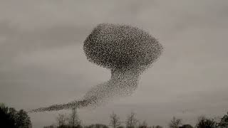 Starling Murmuration in 4K [upl. by Jelsma]