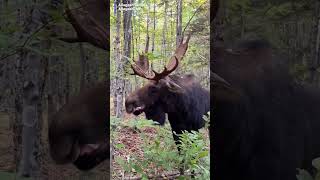 Moose charges at man [upl. by Weight]