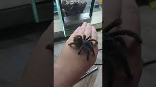 Caribena versicolor hobby edit kielce ptasznik spider [upl. by Eigla]