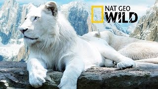 The Rare and Exotic Animals quot White LionsquotHDNational GeographicFull Documentary [upl. by Kass]