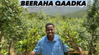 Beeraha Qaadka  Jaadka  ugu wayn  I visited one of the largest khat farms in the country [upl. by Llerrod]