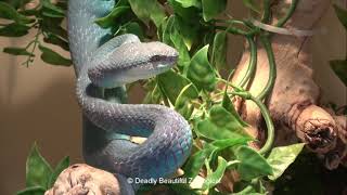 Parthenogenesis in Trimeresurus insularis [upl. by Ignatia]