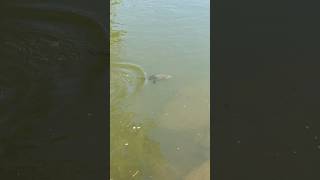 Muskrat 🦦 Swimming 🏊‍♀️ In The Chattahoochee River muskrat river chattahoochee wildlife [upl. by Sivat]