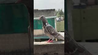 Thanda mossam dekh ke pets hamare area se bhag gaye pet shorts minivlog petsvlog birds [upl. by Wendy287]