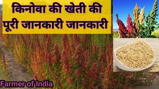 किनोवा की खेती कैसे करें  How to Grow Quinoa  Chenopodium Quinoa  Quinoa Farming [upl. by Madelle]